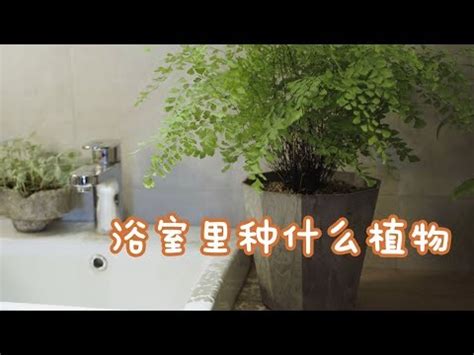 浴室除臭植物|浴室也能綠意盎然！6種高效浴室植物淨化空氣 